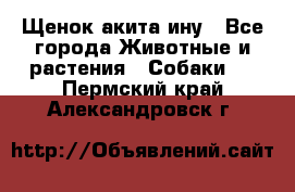 Щенок акита ину - Все города Животные и растения » Собаки   . Пермский край,Александровск г.